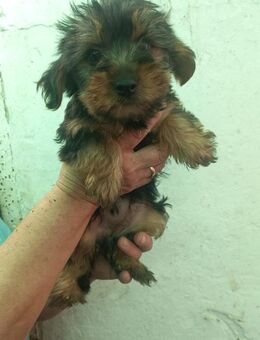 Rozi PP Yorki Hündin sucht Familie - Neustadt (Rübenberge)