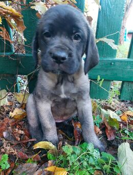 Deutsche Dogge x Herdenschutzhund Welpen - Escheburg