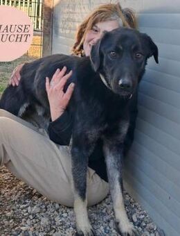 Wundervoller PO sucht Zuhause oder PS❤️ - Saarbrücken