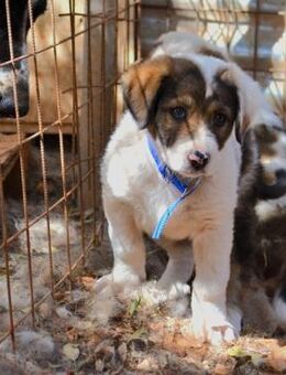 Brandy - plötzlich ohne Mama - Mettmann