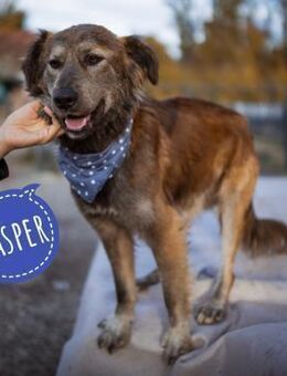 Casper ein toller Rüde - Flörsheim-Dalsheim