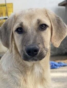 Arthur, geb. ca. 02/2024, GRIECHENLAND - Markdorf