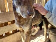 Hedy muss DRINGEND aus dem Shelter - Koblenz