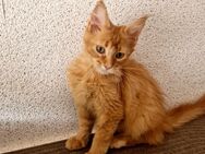 Maine Coon Junge zum Abgabebereit - Liebenau (Niedersachsen)