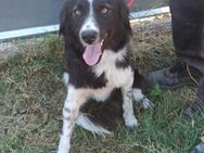 🖤💜 Sanfte Laura sucht Liebe 🐾 - Eislingen (Fils)
