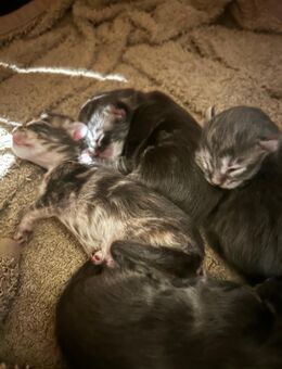Main Coon Babys abzugeben - München