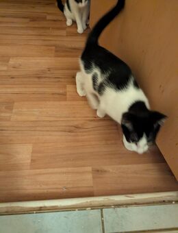 Ein Katzenbaby abzugeben - Chemnitz