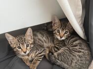 Katzenkinder Katzenbabys - Köln