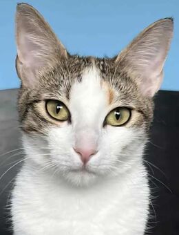 Soziales Katzenmädchen SAMBA ♥️ - München