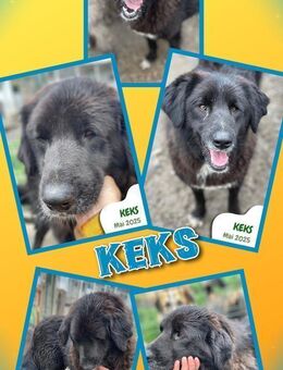 Rüde Keks hätte so gerne ein Zuhause - Nürnberg