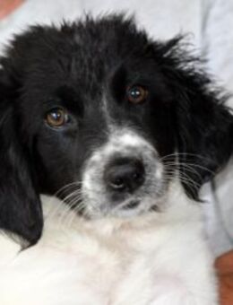 Cesara möchte Ihre Familie bereichern - Neuss