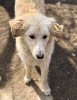 💙Dublin💙Wer verliebt sich in den Süßen - Alfeld (Leine)