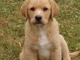 Hellbrauner Labrador-Mix Welpe männlich in 99631