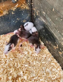 Husky-Dumbo Mix Rattenbabys abzugeben - Eschwege