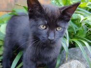 Kitten Katzenbabys Katzenkinder weiblich schwarz - Straubing