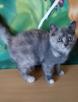 Reinrassige BKH-Kitten - Flensburg