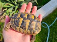 Testudo hermanni boettgeri NZ 2020 griechische Landschildkröte - Freital