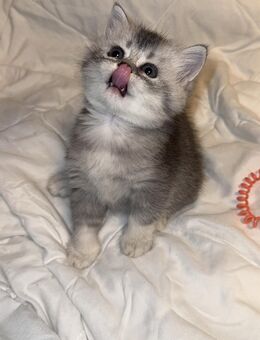 Britisch Kurzhaar (BKH) Kitten - Nürnberg