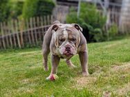 New English Bulldog/ Bulldogge/OEB Deckrüde ! Kein Verkauf! - Hagen (Stadt der FernUniversität)