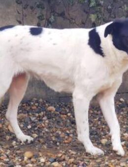 Astird - Schwaig (Nürnberg)