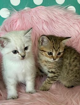 BKH Kitten suchen neues Zuhause - Seevetal