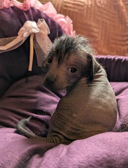 Chinese Crested Mix Welpen suchen ein neues Zuhause - Oberuckersee