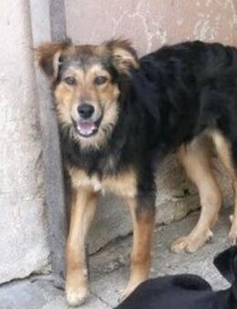 Marius ist ein sanfter, schöner Kerl! - Karben