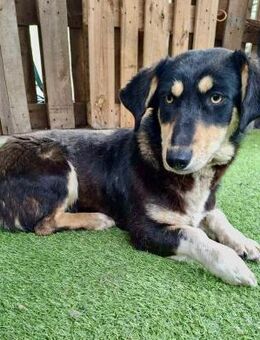 Juna - Verschmuste Junghündin - Koblenz