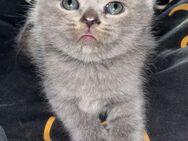 2 Mega verschmuste Bkh Babys blau und blau tabby suchen bald neue eltern - Essen