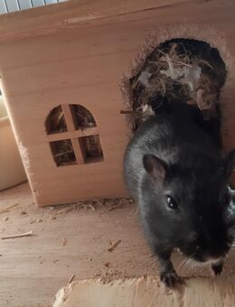 Drei liebe Jungs suchen ein neues liebevolles Zuhause - Edingen-Neckarhausen