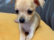 Süße reinrassige Chihuahua Welpen - Buseck