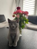 Russisch blau kitten in 30627