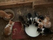 Katzenbabys, Kitten, kleine Kätzchen - Radibor