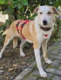 Fabio wartet im Tierheim Sulzbach - Bad Vilbel