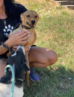 Gib kleinen EDDIE die Chance auf ♥️ - München