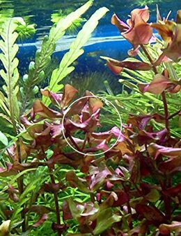 Rotala Macranda, Aquariumpflanze, Versand/ Abholung - Mechernich