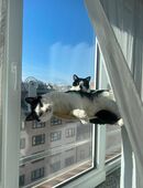 EKH Kater Peach & Eddie suchen Zuhause mit Hund in 55627