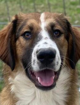 Barkley, geb. ca. 10/2024, Griechenland - Markdorf