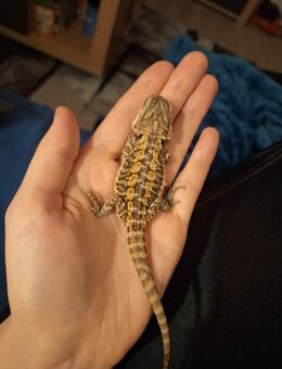 Bartagame Pogona 4 Monate - Neumünster Innenstadt