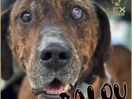 BALOU - Traumhund sucht sein Glück - München