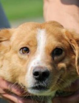 Abuelo - kinderlieber Jungrüde - Lohra