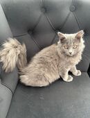 Zwei Britisch Langhaar Kitten abzugeben wegen Allergie 🐾 in 53119
