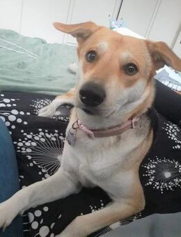 Hübsche Schmuse-BAILEY passt auf..... - Kempen
