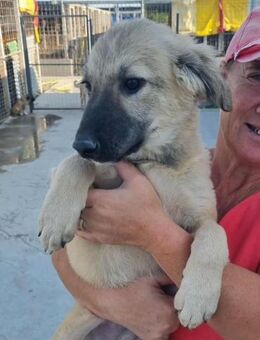 Tweety von kettenlos - Bollingstedt