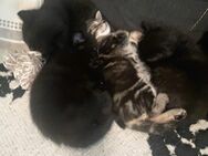 4 kleine Kätzchen suchen ein neues Zuhause - Bad Säckingen