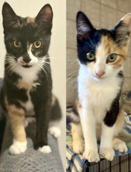 Kasia und Kali aus dem Tierschutz - Grevenbroich