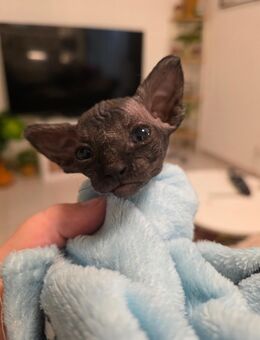 Sphynx Kitten weiblich - Mannheim