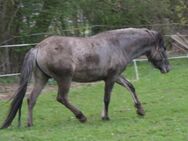 Toller Konik Hengst mit voller Abstammung - Calden