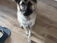 Kuscheliger Cody❤ sucht liebevolles Heim - Seggebruch