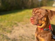 Tyson sucht ein neues Zuhause - Bremen